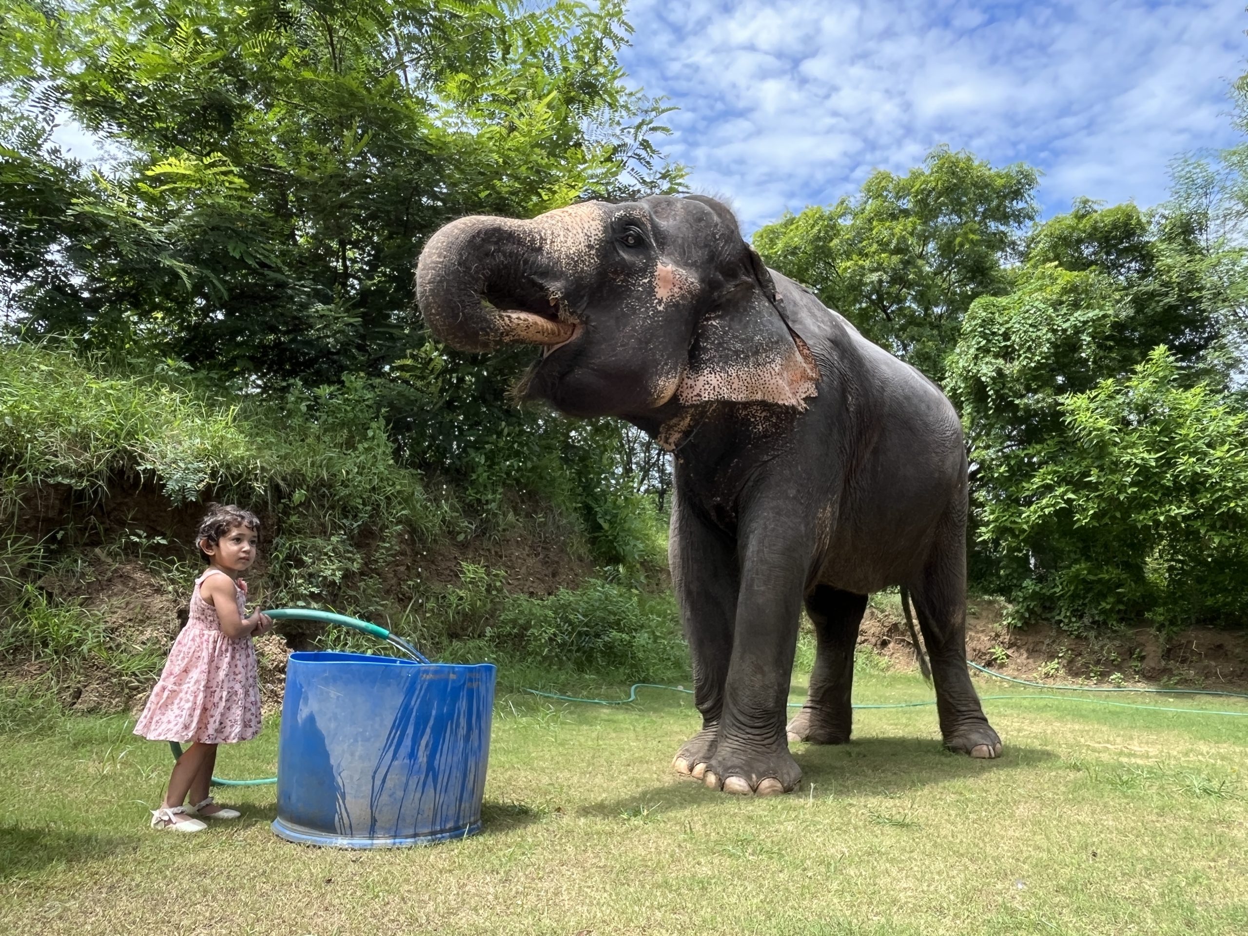Rescued Elephant at Elefun Sanctuary Jaipur