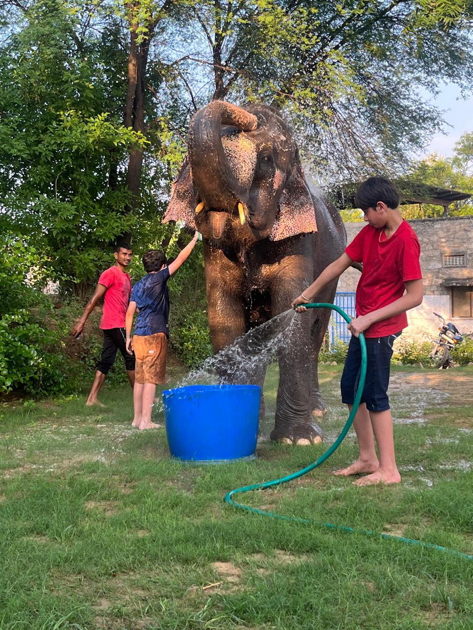 Elephant Bathing and Water Activity in Jaipur